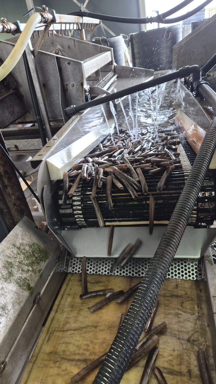 맛조개 작업 현장 — 비젼유통 제공 사진